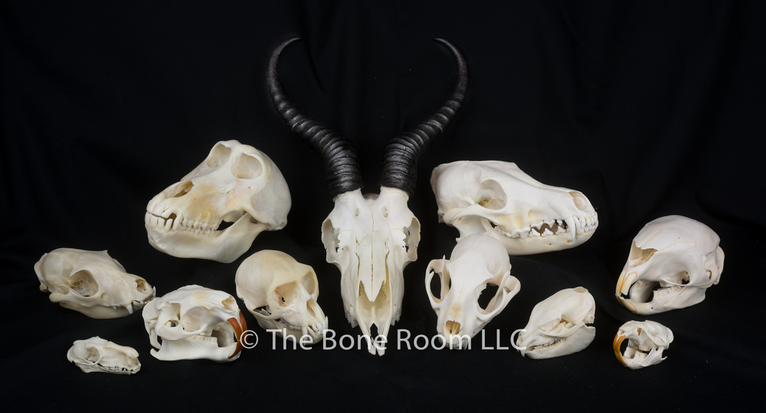 Real Mink Skulls Bones Skeleton lot collection dis-articulated Small Animal 