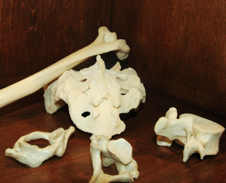 Real Human Bones for Sale - The Bone Room