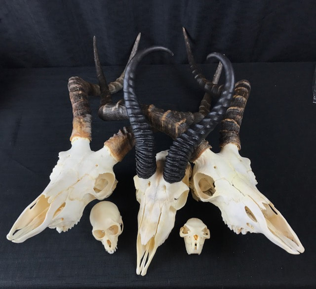 Mammal Skulls for Sale - The Bone Room