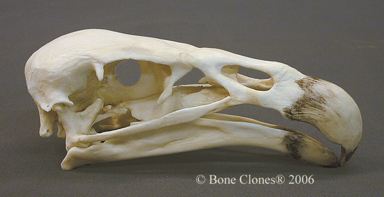 Museum Quality Bird Skull & Skeleton Casts