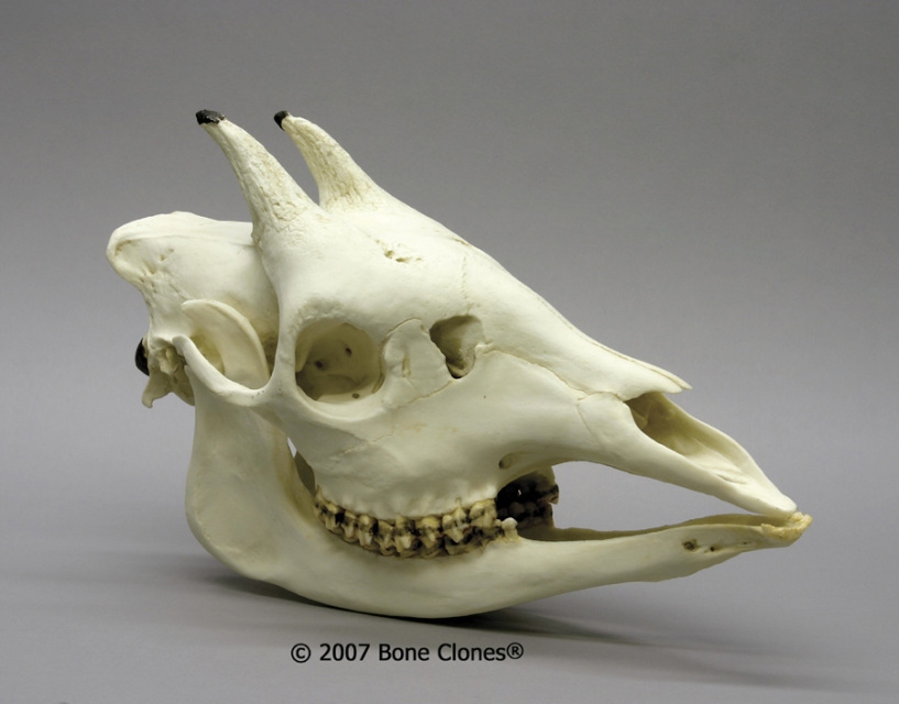 Museum Quality Herbivore Skull Casts