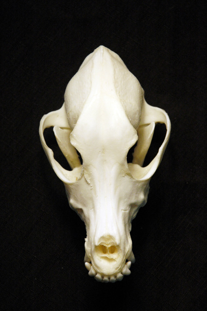 Dog Skull (Domestic)