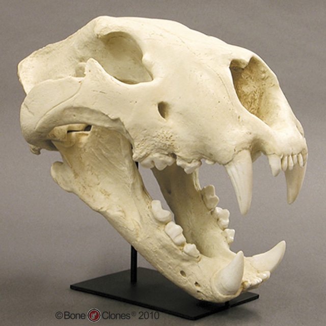 Museum Quality Fossil Animal Skull & Skeleton Casts