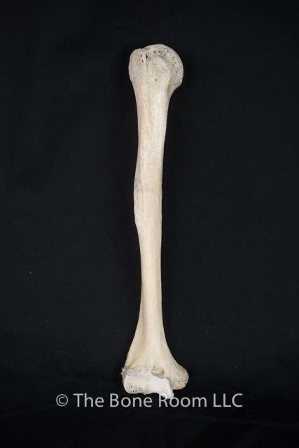 Post-Cranial Human Bones for Sale - The Bone Room