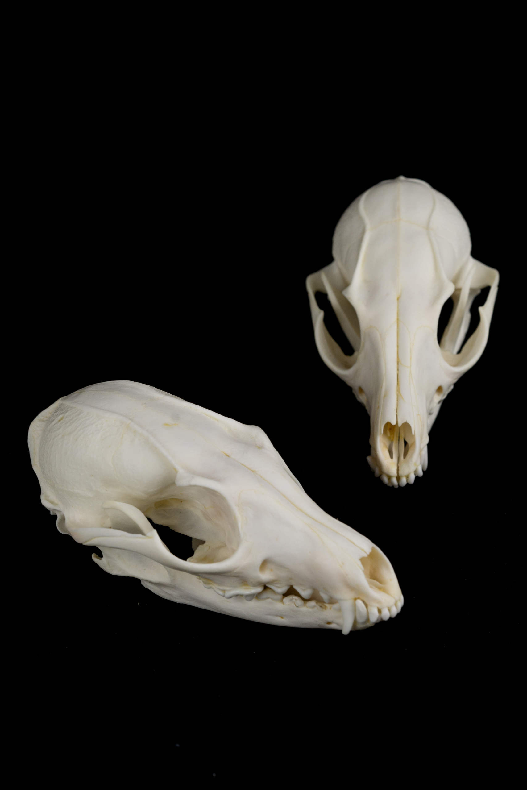 Grey Fox Skull