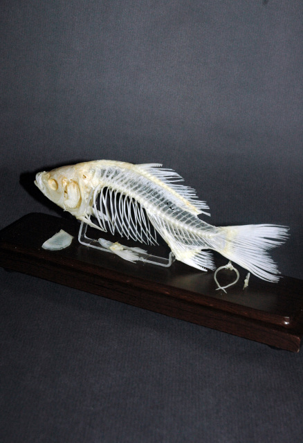 Budget Fish Skeleton