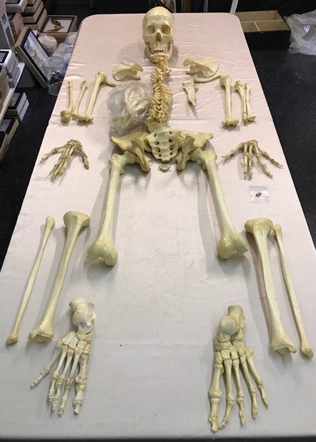 Real Disarticulated Human Skeleton