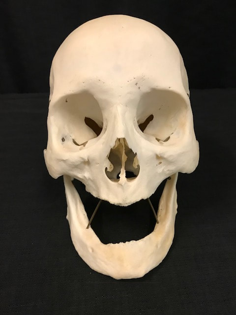 Normal Human Skulls