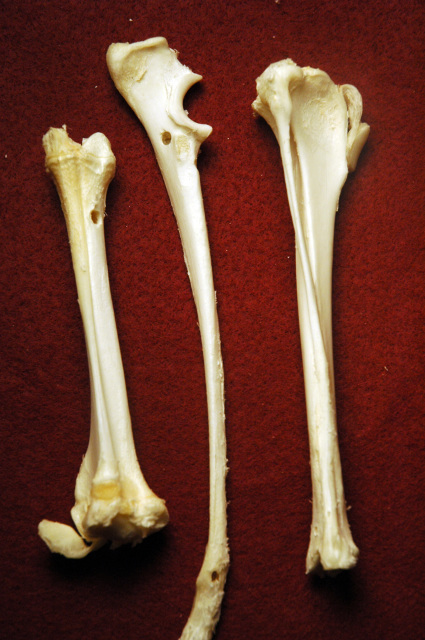 cow leg bones for dogs