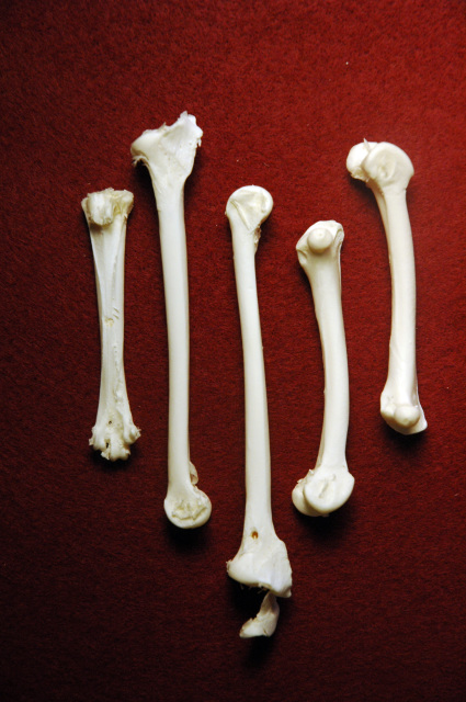 Assorted Animal Bones for Sale - The Bone Room