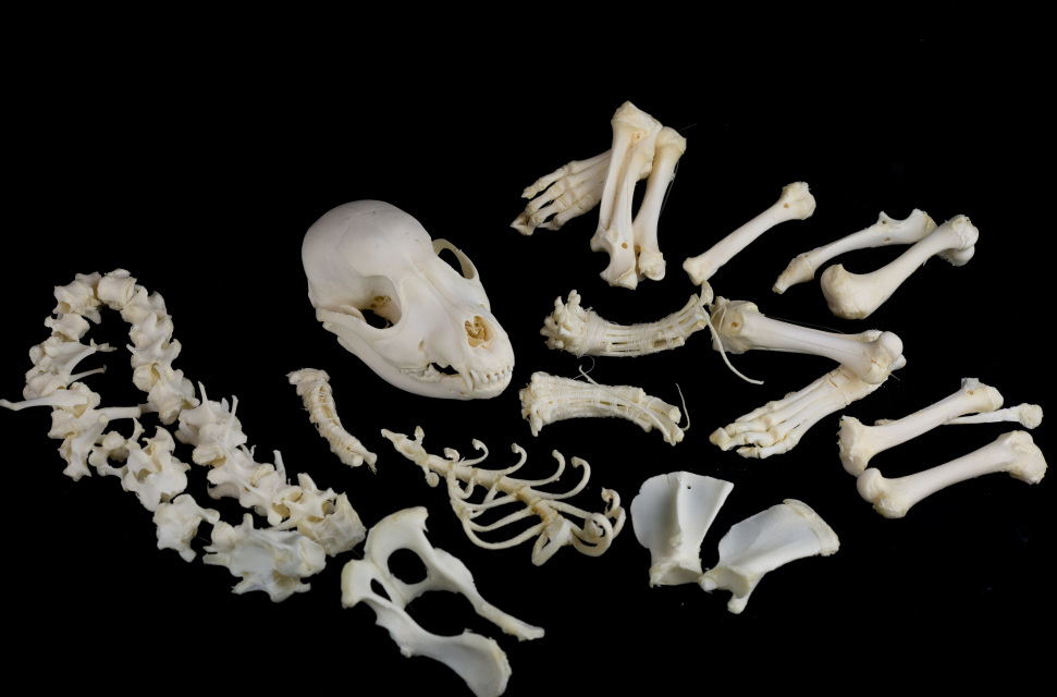 Disarticulated Dog Skeleton