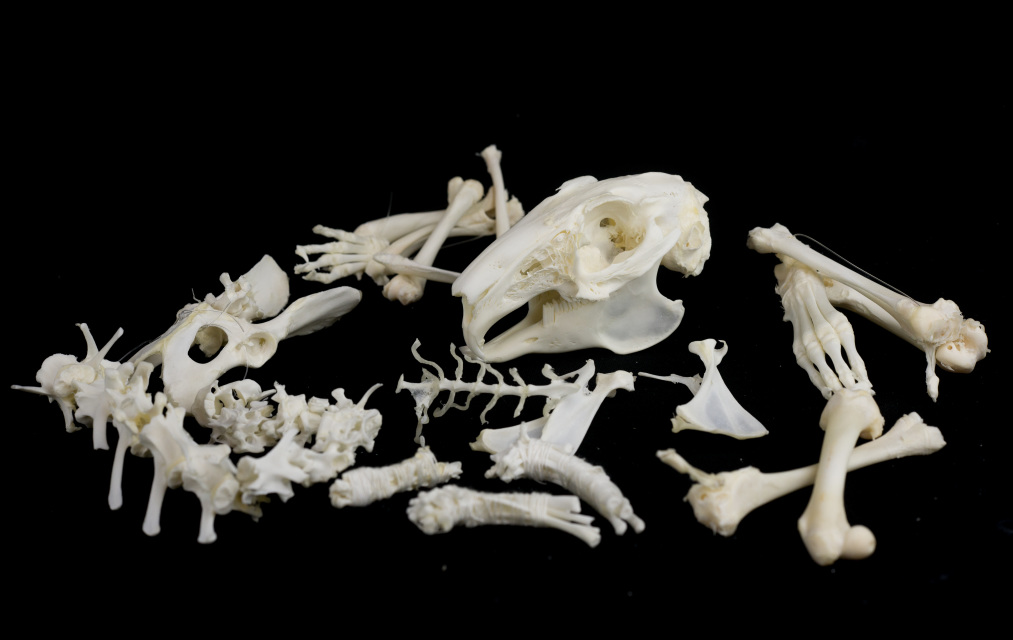 Disarticulated Rabbit Skeleton