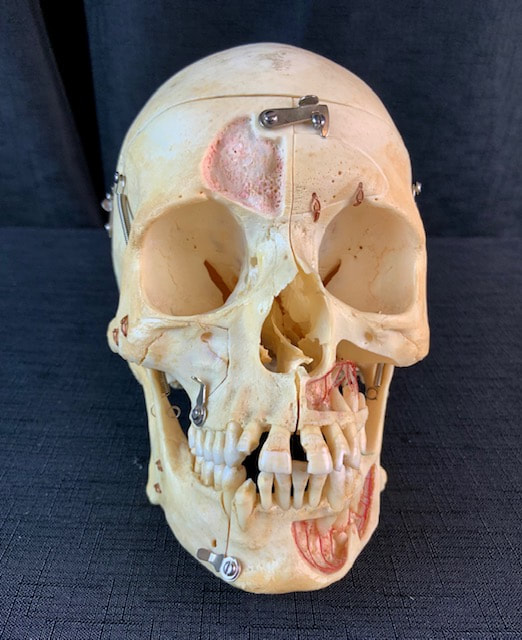 Human Demonstration Skull for Sale - The Bone Room