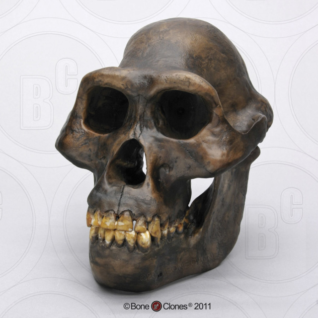 Museum Quality Fossil Hominid Skull Casts