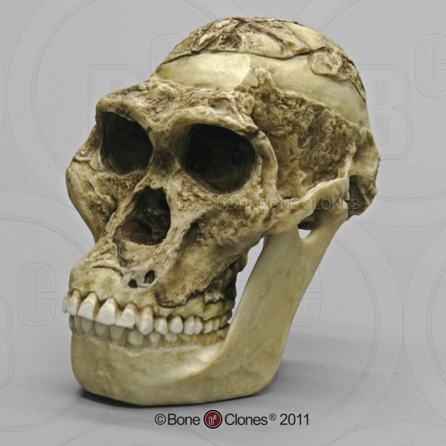 Museum Quality Fossil Hominid Skull Casts