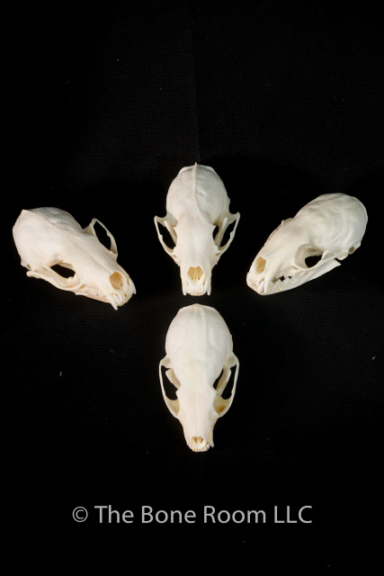 North American Mammal Skulls