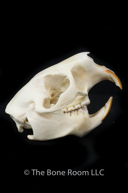 Natural Bone Quality A American Porcupine Skull 