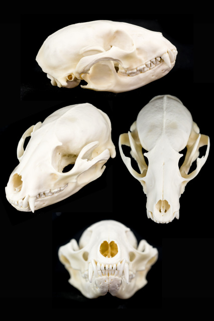 Mammal Skulls for Sale - The Bone Room