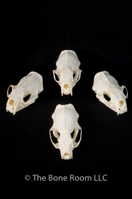 Real Bone Mink Skull 