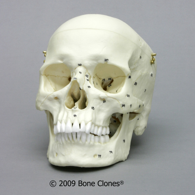 Human Male European Articulated Skeleton - Bone Clones, Inc