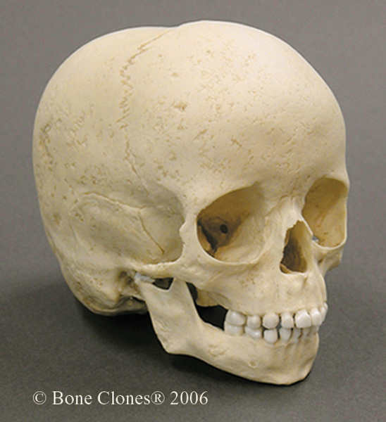 Museum Quality Juvenile Skull Casts