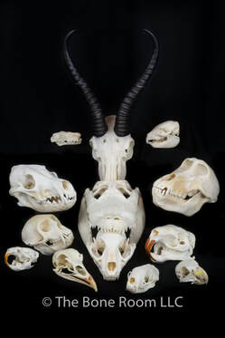 Real Animal Skulls for Sale - The Bone Room