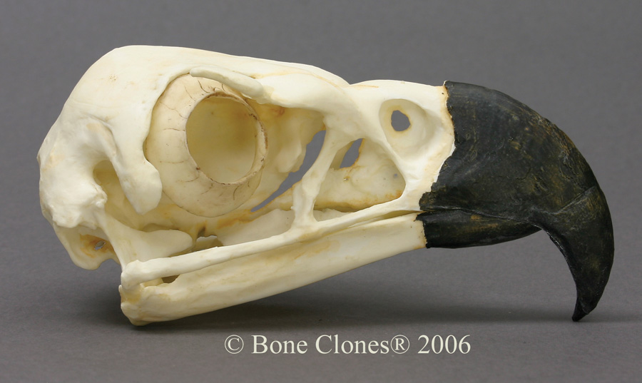 Bone Clones® Harpy Eagle Skull