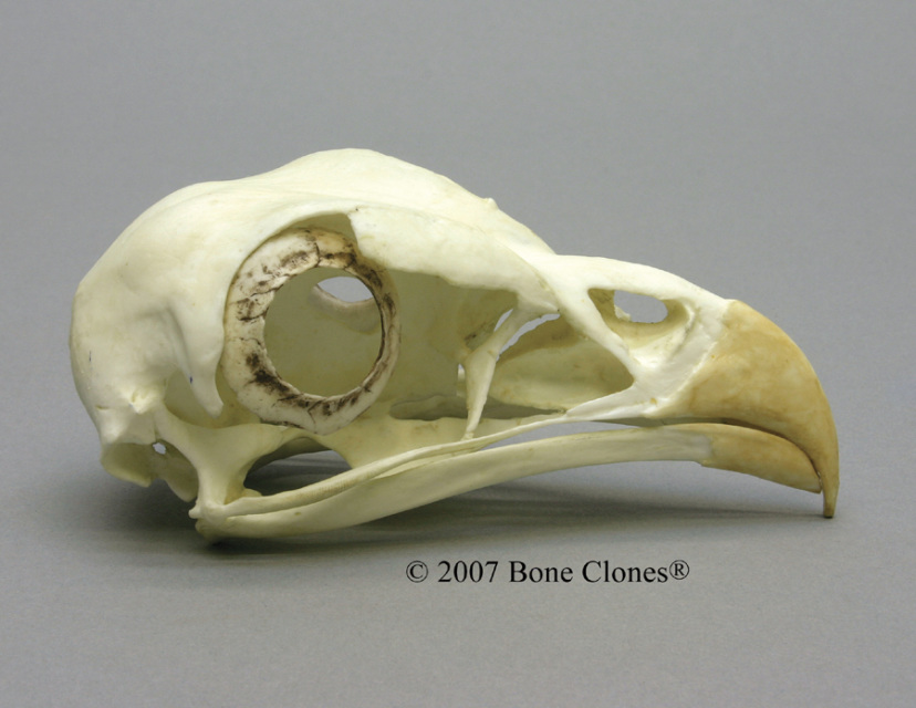 Museum Quality Bird Skull & Skeleton Casts