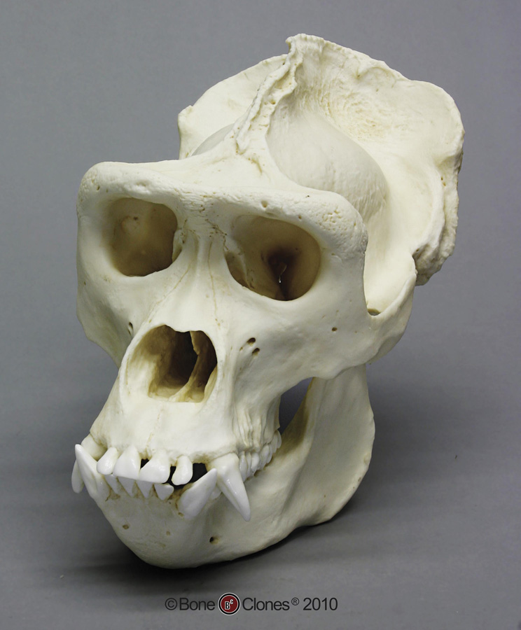 Bone Clones® Lowland Gorilla Skull - Male