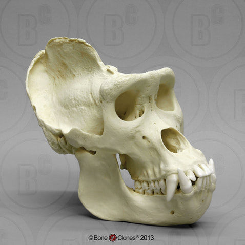 Bone Clones Male Gorilla Skull, x-large (Replica) BC-036
