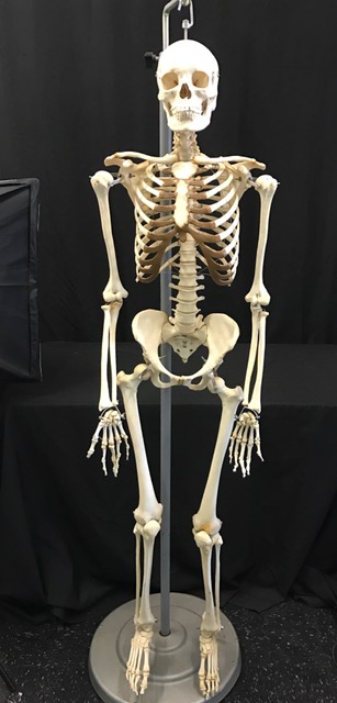 Real Articulated Human Skeleton for Sale - The Bone Room