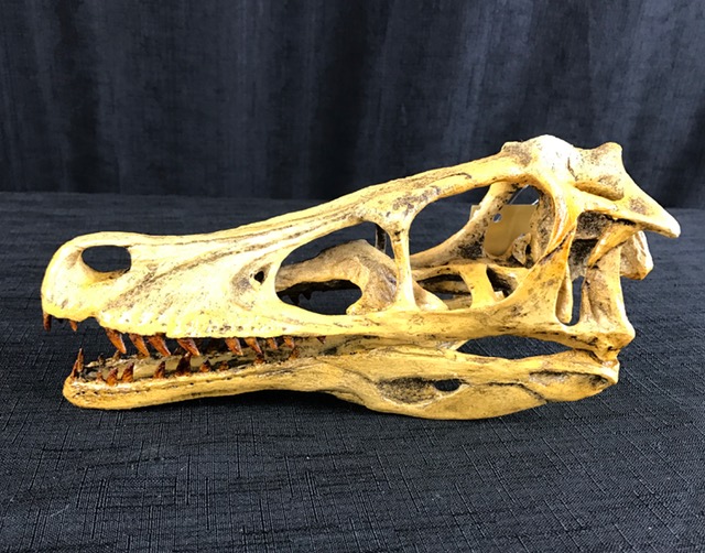 Velociraptor skull model