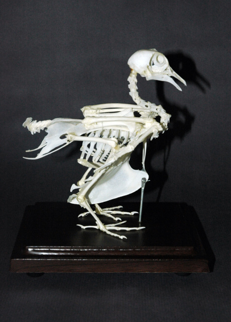 Economy Articulated Animal Skeletons for Sale - The Bone Room