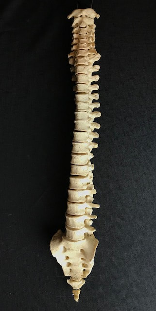 Human Back Bones / backbone. backache. science anatomy scan of human