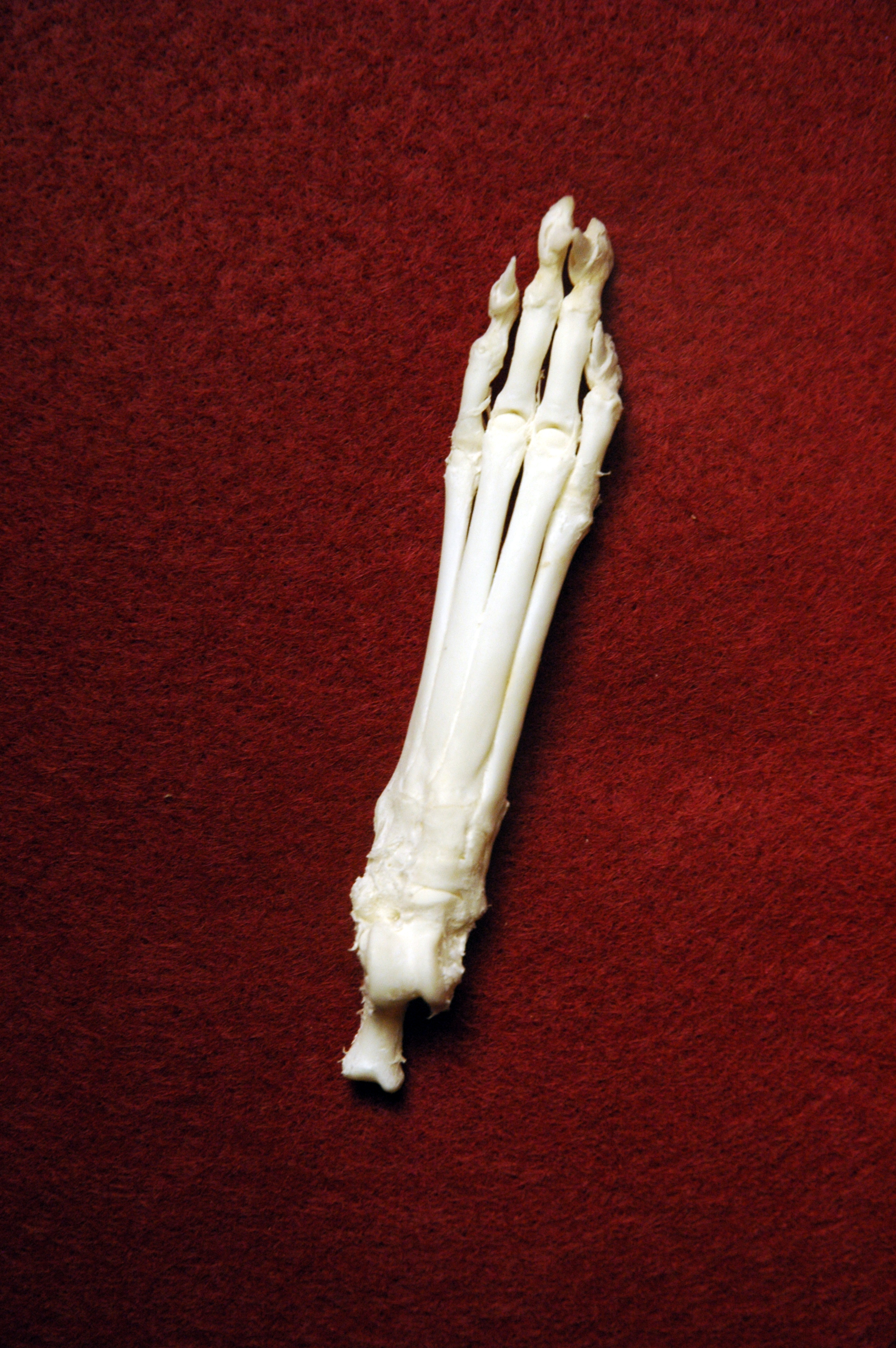 Cat Foot (Rear Paw)