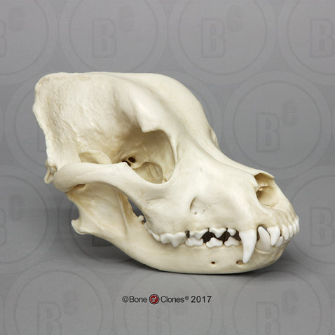 Huge bull mastiff domestic dog skull taxidermy REPLICA cast 